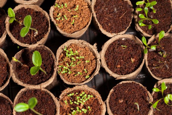 Floriculture and Seeds Export